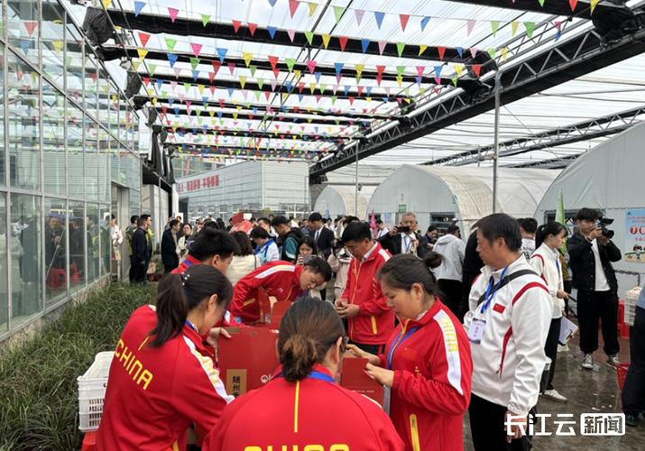 开云体育app：真人百家乐新年特别赛，开云体育玩家争相参与